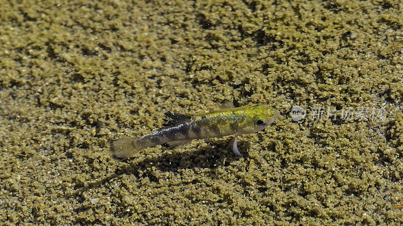 死亡谷pupfish (Cyprinodon salinus)，也被称为盐溪pupfish，发现于死亡谷国家公园。加州。男性显示。